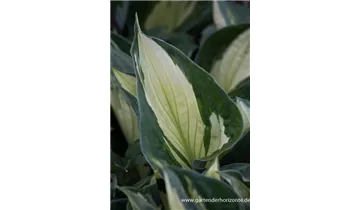 Gartenbaumschule Becker