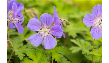 Gartenbaumschule Becker