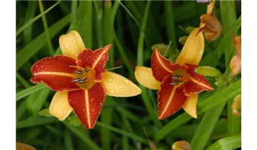 Gartenbaumschule Becker