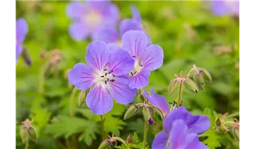 Gartenbaumschule Becker