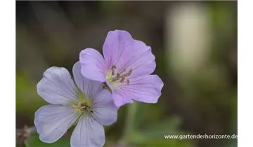 Gartenbaumschule Becker