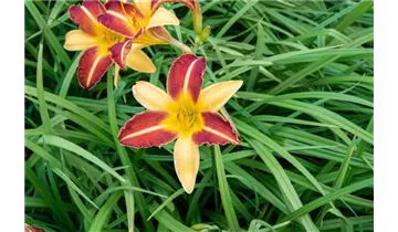 Gartenbaumschule Becker