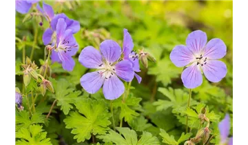 Gartenbaumschule Becker