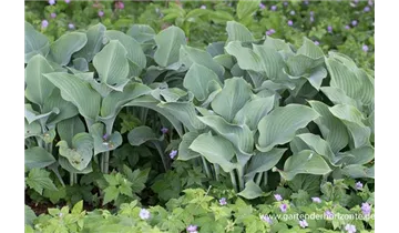 Gartenbaumschule Becker