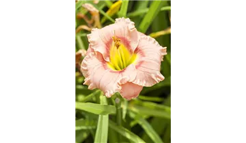 Gartenbaumschule Becker