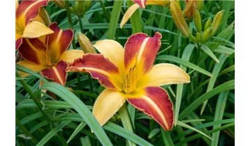 Gartenbaumschule Becker