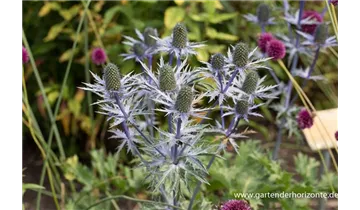 Gartenbaumschule Becker