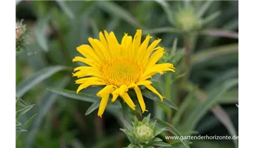 Gartenbaumschule Becker