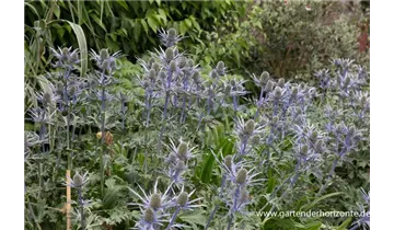 Gartenbaumschule Becker