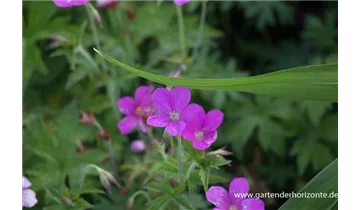 Gartenbaumschule Becker