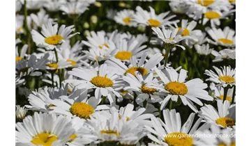 Gartenbaumschule Becker