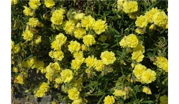 Gartenbaumschule Becker