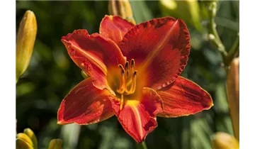 Gartenbaumschule Becker