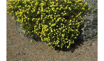 Gartenbaumschule Becker