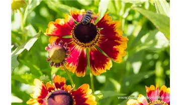 Gartenbaumschule Becker