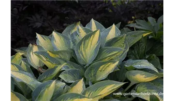 Gartenbaumschule Becker