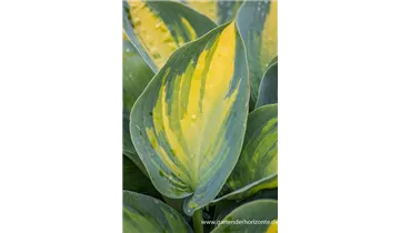 Gartenbaumschule Becker