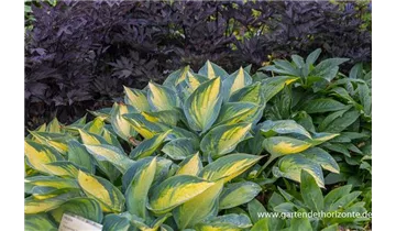 Gartenbaumschule Becker