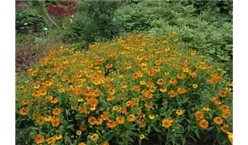 Gartenbaumschule Becker