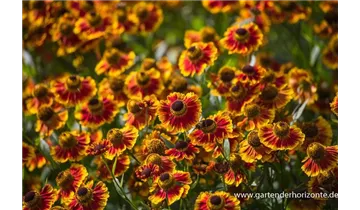 Gartenbaumschule Becker