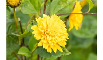 Gartenbaumschule Becker