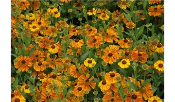 Gartenbaumschule Becker