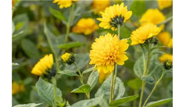 Gartenbaumschule Becker