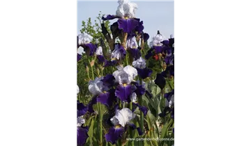 Gartenbaumschule Becker