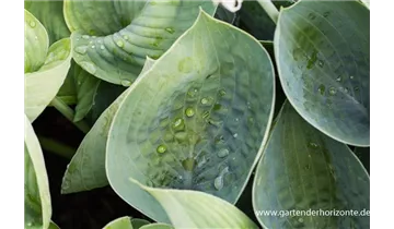 Gartenbaumschule Becker