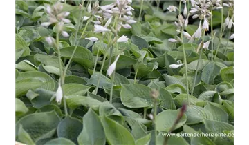 Gartenbaumschule Becker