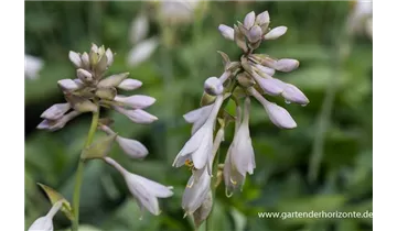 Gartenbaumschule Becker