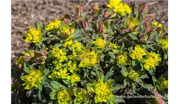 Gartenbaumschule Becker