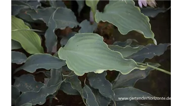 Gartenbaumschule Becker