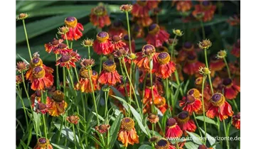 Gartenbaumschule Becker