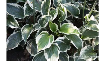 Gartenbaumschule Becker