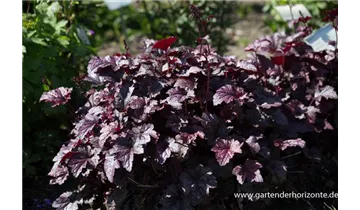 Gartenbaumschule Becker