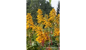 Gartenbaumschule Becker