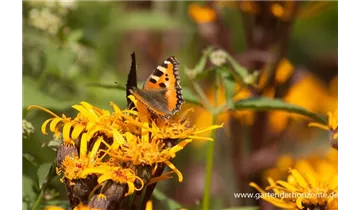 Gartenbaumschule Becker