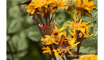 Gartenbaumschule Becker