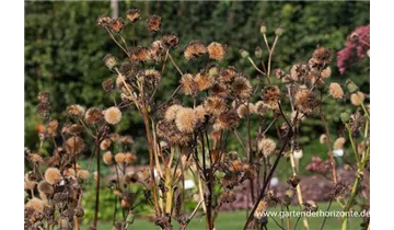 Gartenbaumschule Becker