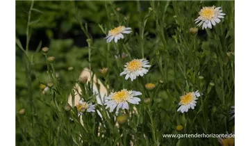 Gartenbaumschule Becker