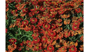 Gartenbaumschule Becker