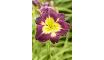 Gartenbaumschule Becker