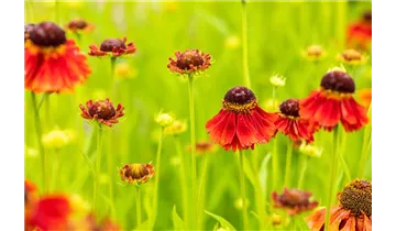 Gartenbaumschule Becker