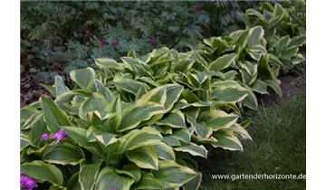 Gartenbaumschule Becker