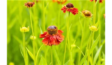 Gartenbaumschule Becker