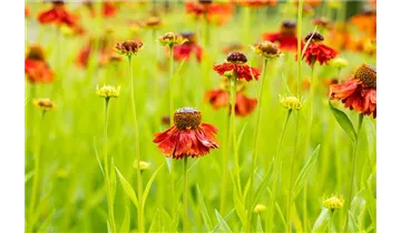 Gartenbaumschule Becker