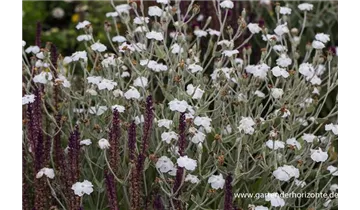 Gartenbaumschule Becker