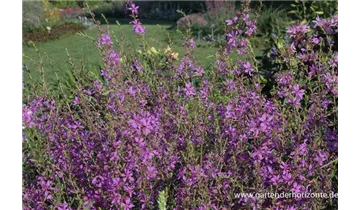 Gartenbaumschule Becker