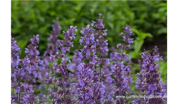 Gartenbaumschule Becker